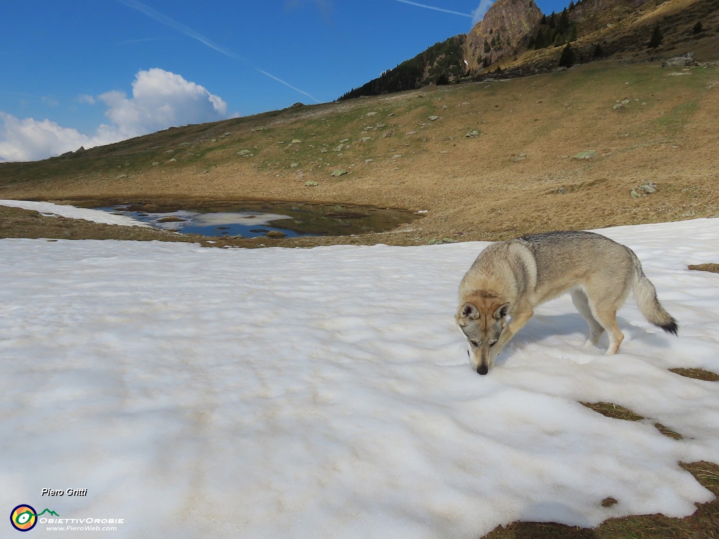 16 Annusa anche la neve che già conosce.JPG